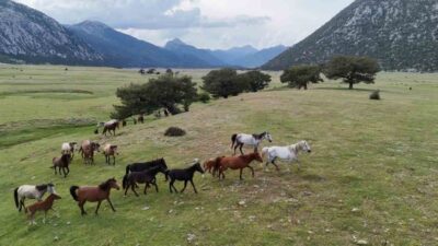 Antalya’nın İbradı ilçesi Ormana Mahallesi sınırları içerisinde bulunan 90 bin