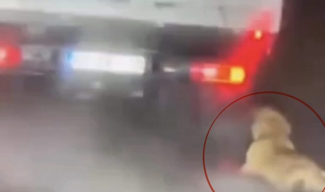 Samsun’da sosyal medyada paylaşılan görüntülerde köpeğin kamyonetin arkasında sürüklendiğinin ortaya