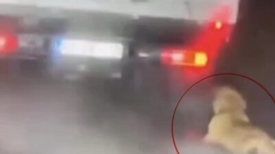 Samsun’da sosyal medyada paylaşılan görüntülerde köpeğin kamyonetin arkasında sürüklendiğinin ortaya