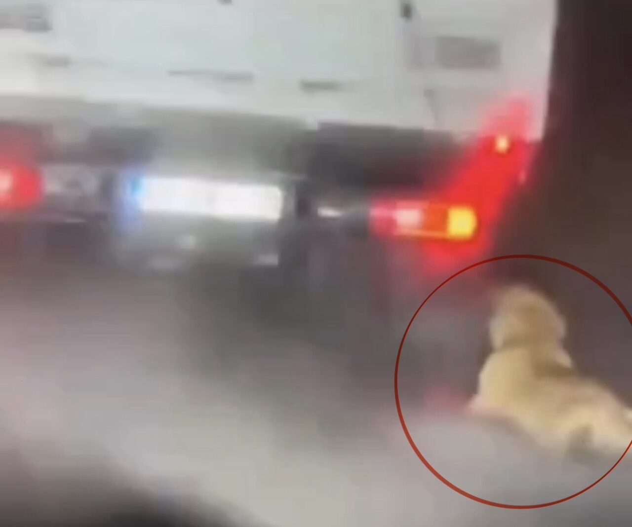 Samsun’da sosyal medyada paylaşılan görüntülerde köpeğin kamyonetin arkasında sürüklendiğinin ortaya