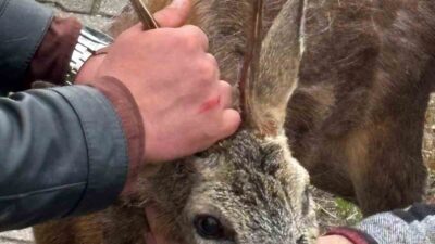Giresun’un Görele ilçesine bağlı Çavuşlu beldesinde köpeklerin saldırısına uğrayan yaralı