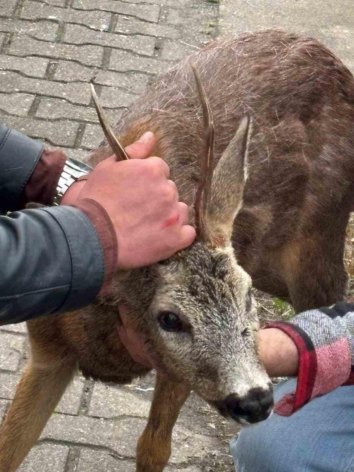 Giresun’un Görele ilçesine bağlı Çavuşlu beldesinde köpeklerin saldırısına uğrayan yaralı