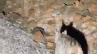Tunceli’de, nesli tehdit altında olduğu için IUCN kırmızı listesinde yer
