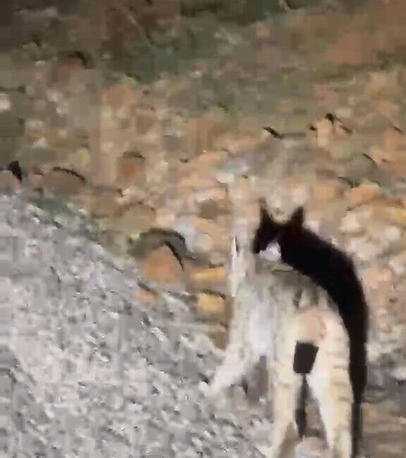 Tunceli’de, nesli tehdit altında olduğu için IUCN kırmızı listesinde yer