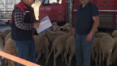 Aydın’ın Köşk ilçesinde halk sağlığının korunması, hayvan hastalıklarıyla mücadele edilmesi