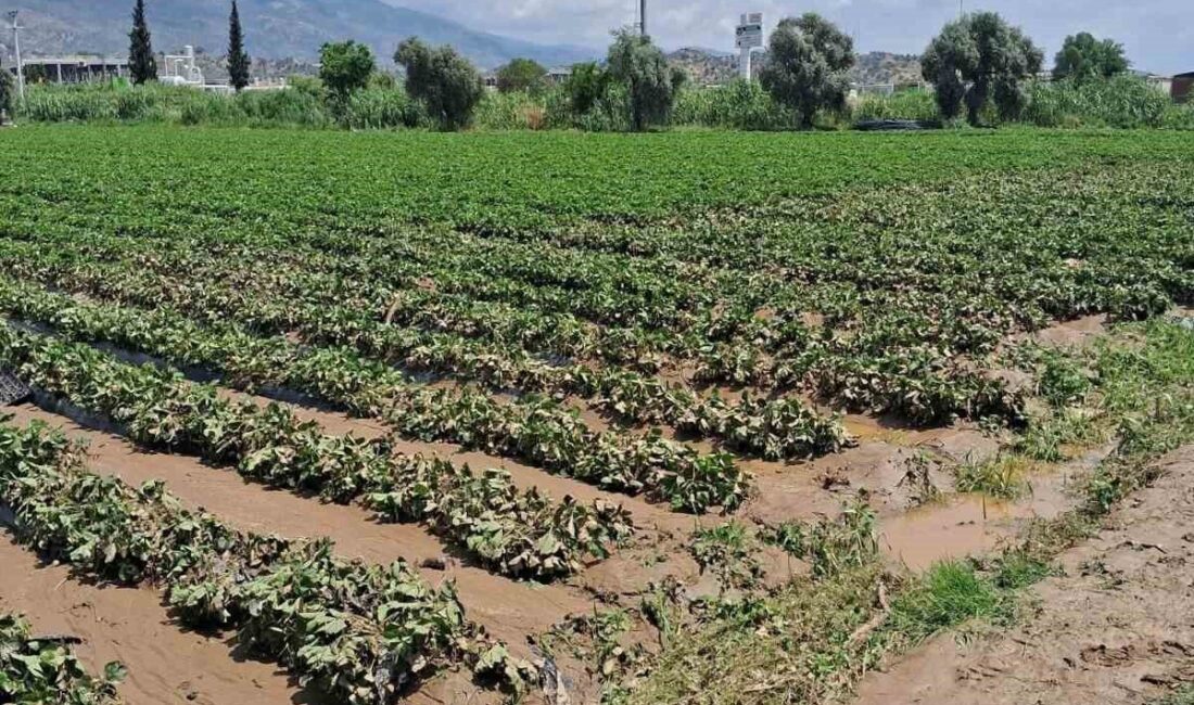 Aydın’ın Köşk ilçesinde etkili olan sağanak sonrası zarar gören araziler