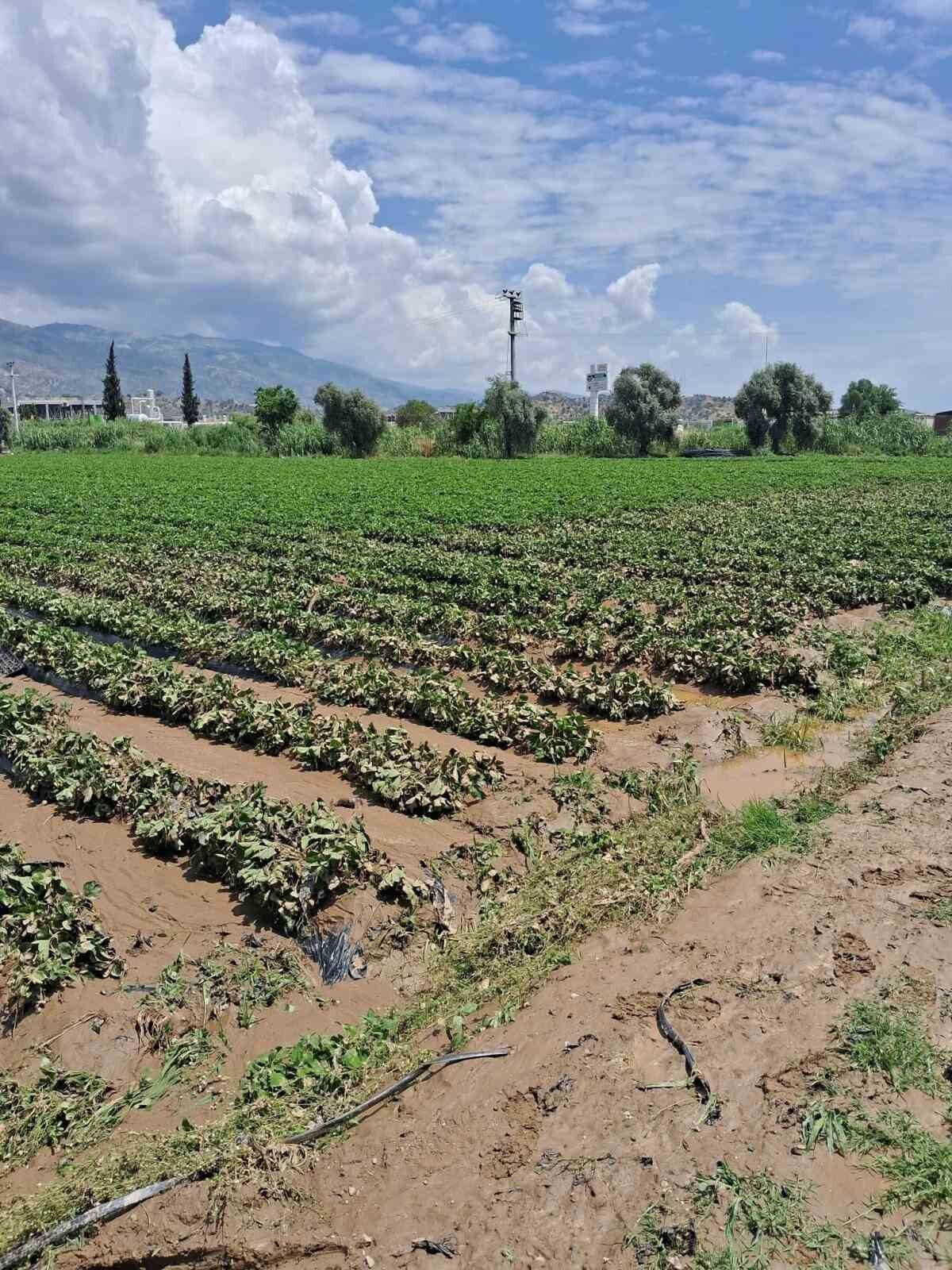 Aydın’ın Köşk ilçesinde etkili olan sağanak sonrası zarar gören araziler