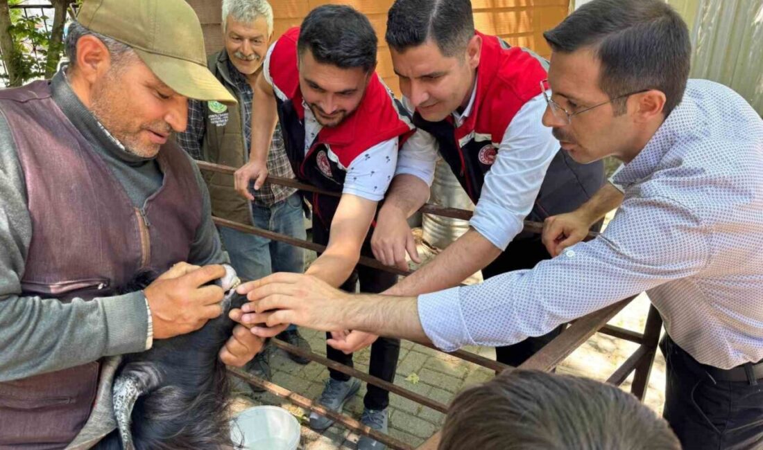 Aydın’ın Bozdoğan ilçesinde Kurban Bayramı öncesi hayvan pazarında denetim gerçekleştirildi.