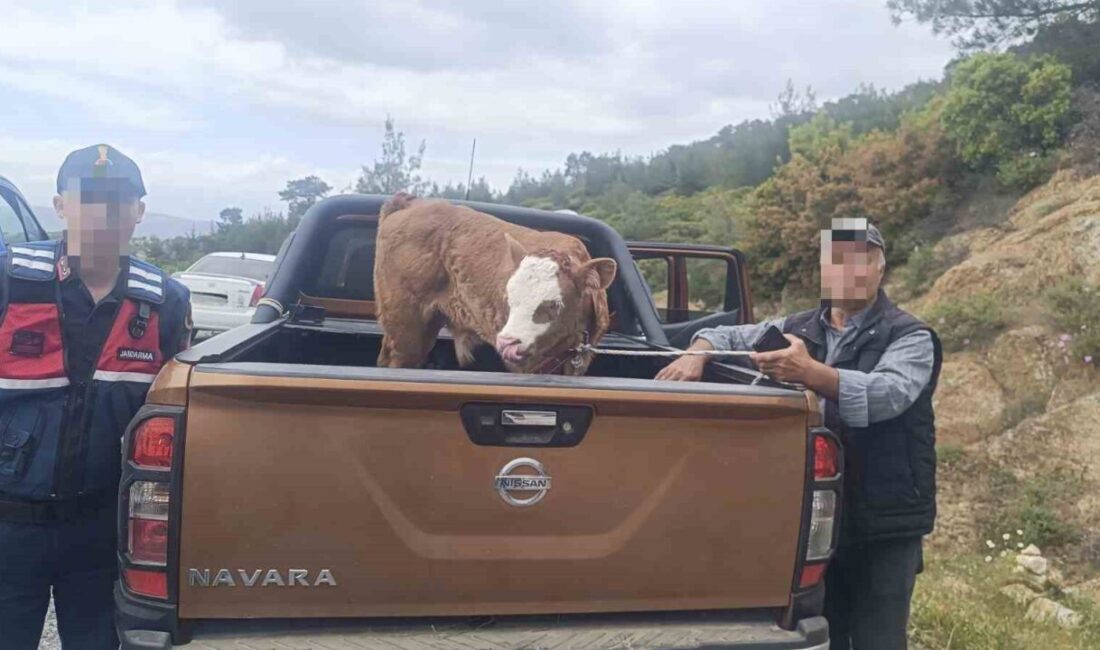 Aydın’ın Çine ilçesinde çalınan büyükbaş hayvan, jandarma ekiplerinin çalışması sonucu