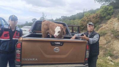 Aydın’ın Çine ilçesinde çalınan büyükbaş hayvan, jandarma ekiplerinin çalışması sonucu