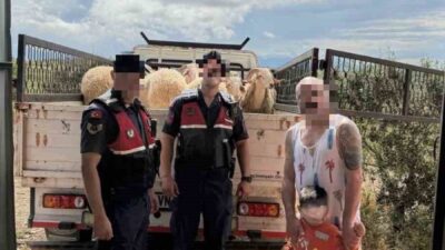 Aydın’ın Didim ilçesinde Kurban Bayramı öncesi çalınan 13 küçükbaş hayvan,