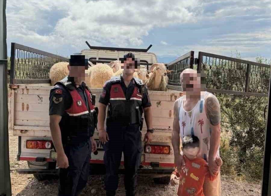 Aydın’ın Didim ilçesinde Kurban Bayramı öncesi çalınan 13 küçükbaş hayvan,