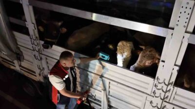 Yaklaşan Kurban Bayramı öncesi İstanbul’a kurbanlık hayvan girişlerine yönelik denetimler