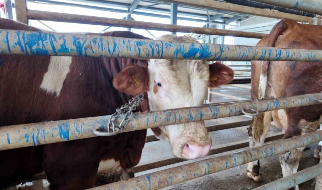 Kocaeli Büyükşehir Belediyesi, Kurban Bayramı öncesinde vatandaşların kesim işlemlerini daha