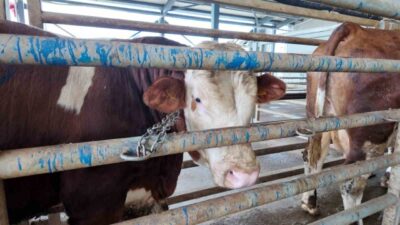 Kocaeli Büyükşehir Belediyesi, Kurban Bayramı öncesinde vatandaşların kesim işlemlerini daha
