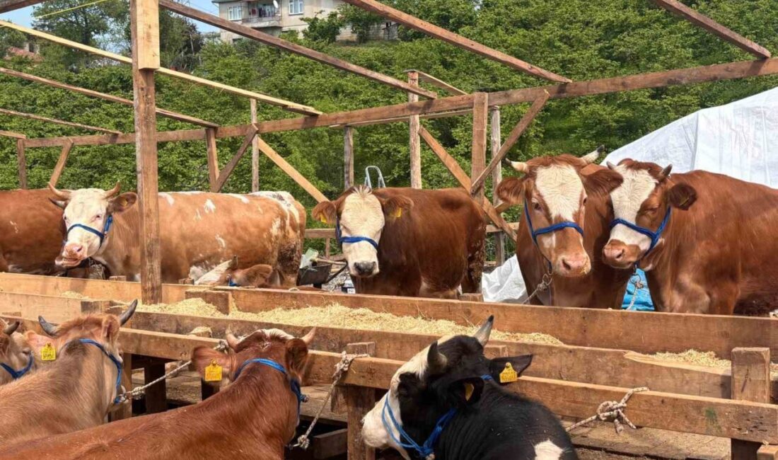 Trabzon’da Kurban Bayramı öncesi kurban pazarı hareketlendi. Türkiye’nin farklı illerinden