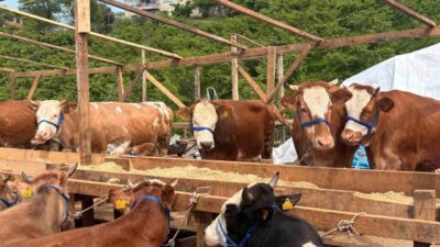 Trabzon’da Kurban Bayramı öncesi kurban pazarı hareketlendi. Türkiye’nin farklı illerinden