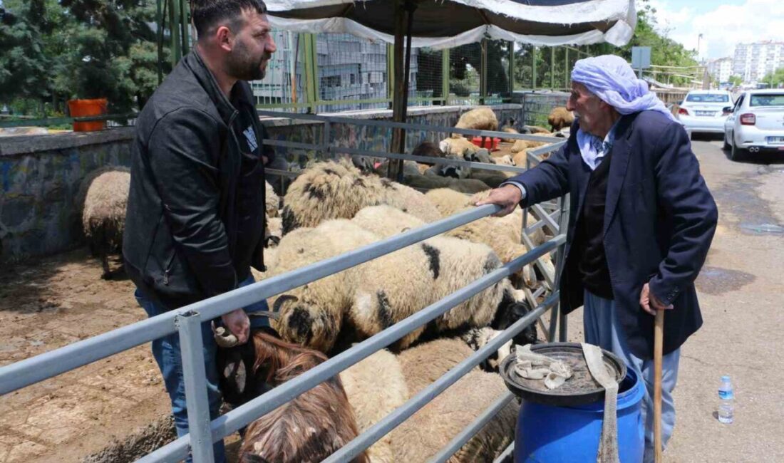 Kurban Bayramına sayılı günler kala hayvan pazarlarında beklenen yoğunluk henüz