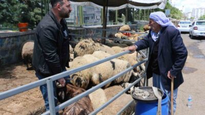 Kurban Bayramına sayılı günler kala hayvan pazarlarında beklenen yoğunluk henüz