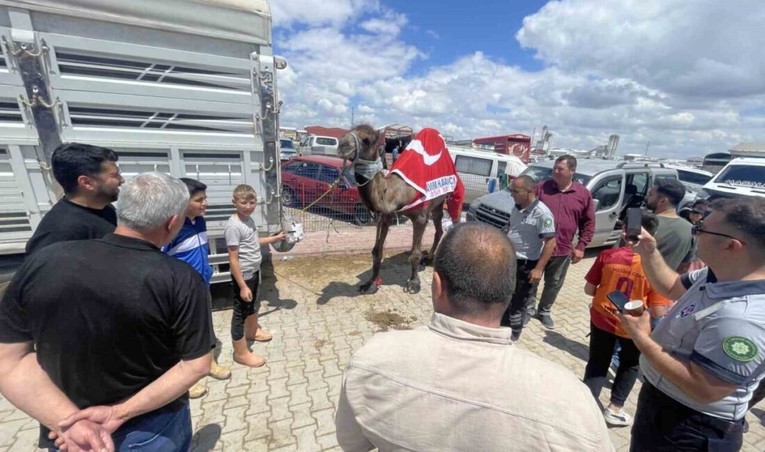 Konya’da Kurban Bayramı öncesi kurulan hayvan pazarına getirilen 780 kilogramlık