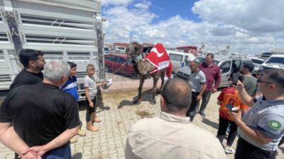 Konya’da Kurban Bayramı öncesi kurulan hayvan pazarına getirilen 780 kilogramlık