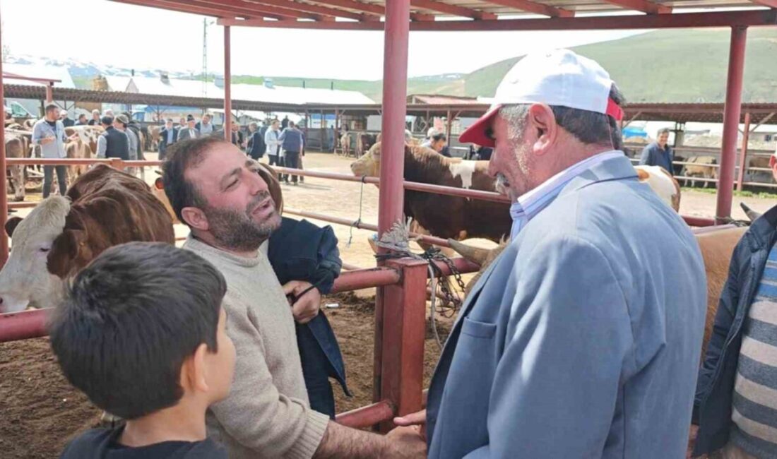 Yaklaşan Kurban Bayramı öncesi Erzurum’un Aşkale ilçesinde kurban pazarı hareketlenmeye