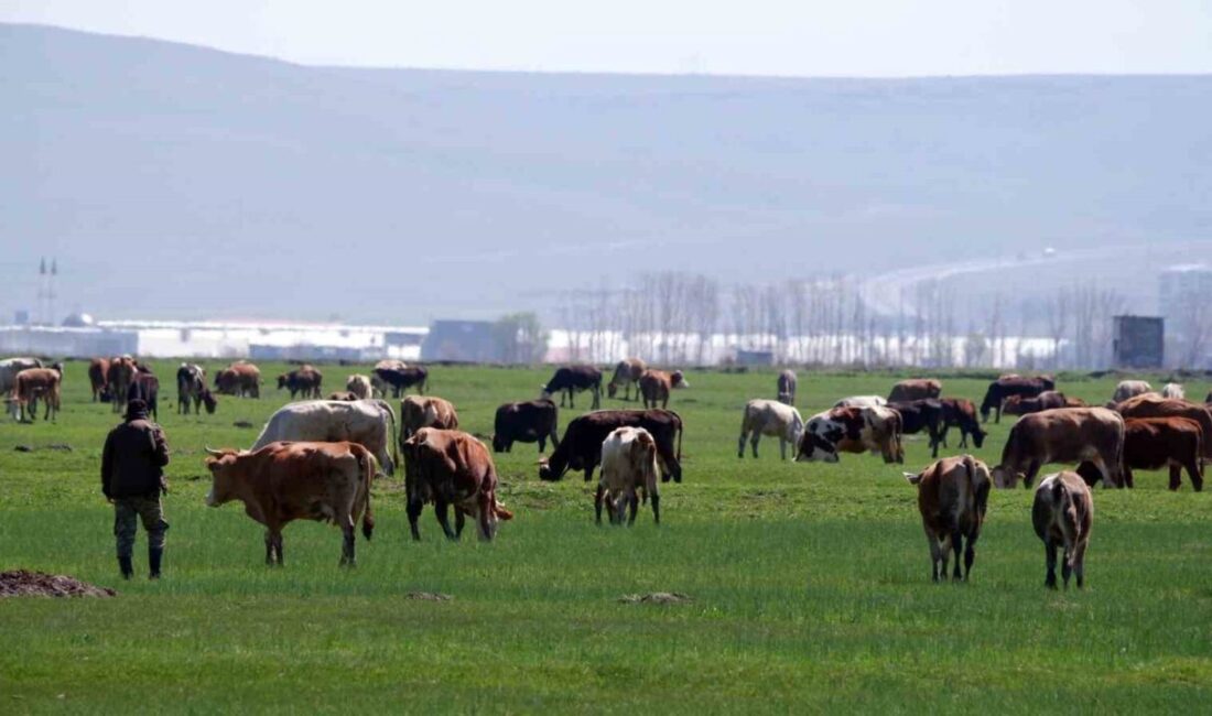 Yaklaşan Kurban Bayramı öncesinde dolandırıcılar, dijital platformlarda yeni bir yöntemle