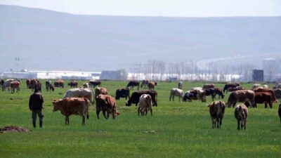 Yaklaşan Kurban Bayramı öncesinde dolandırıcılar, dijital platformlarda yeni bir yöntemle
