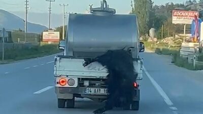 Bolu’da kurbanlığı bacaklarından bağlayıp hareket halindeki süt aracının arkasından sarkıtan