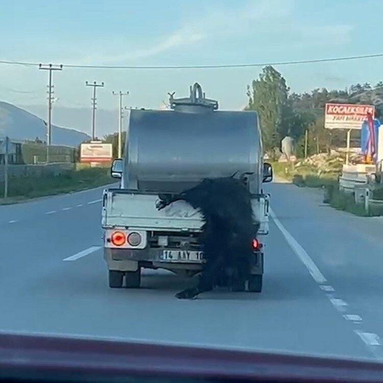 Bolu’da kurbanlık hayvanın bacaklarından bağlanarak hareket halindeki süt aracının arkasından