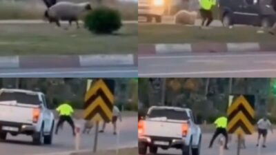 Mersin’in Anamur ilçesinde kaçan kurbanlık koyun polislerin yardımıyla yakalanırken, o