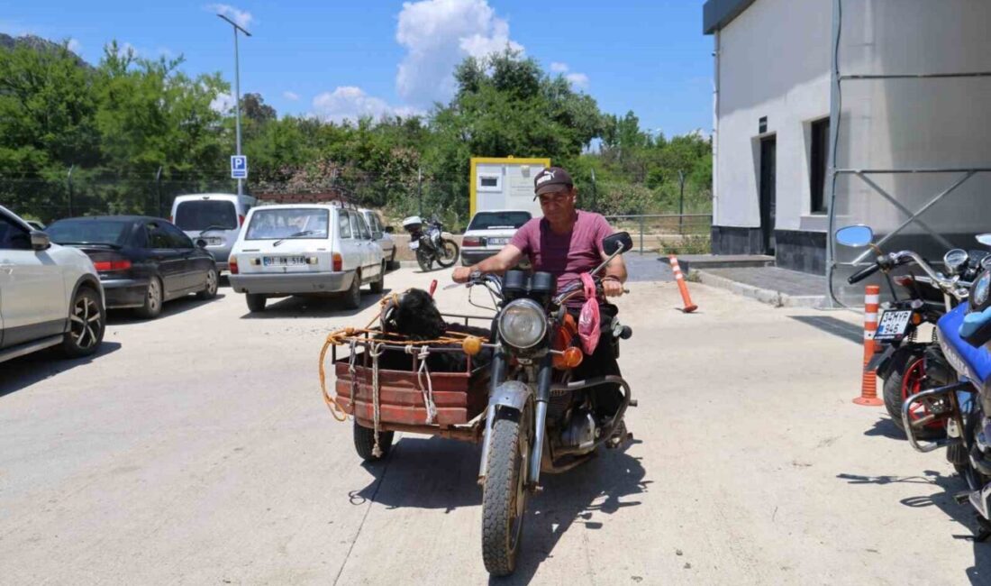 Adana’da kurbanlıkların otomobillerin bagajında, koltuklarında ve sepetli motosikletlerle taşınması ilginç