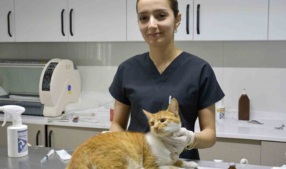 Kuşadası Belediyesi’nin Davutlar Kedi Kısırlaştırma Merkezi’nde bugüne kadar bin 160