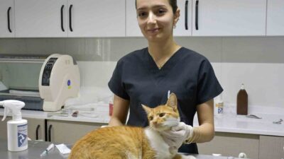 Kuşadası Belediyesi’nin Davutlar Kedi Kısırlaştırma Merkezi’nde bugüne kadar bin 160