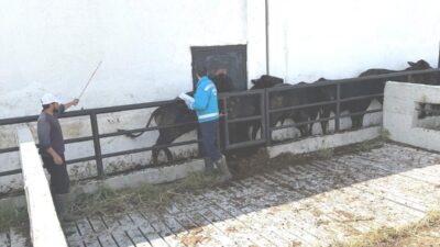 Kütahya’da İl Tarım ve Orman Müdürlüğü personeli tarafından Brezilya’dan getirilen