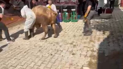 Kütahya’da kesim alanında kaçmaya çalışan kurbanlık tosun, kendisini tutmaya çalışan