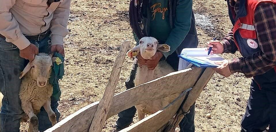 Afyonkarahisar Tarım ve Orman Müdürlüğü tarafından yürütülen halk elinde küçükbaş