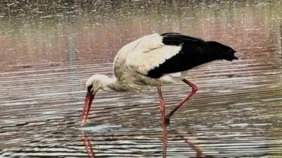 Sinop’un Boyabat ilçesinde meralara inen leylekler, doğayla iç içe görüntüleriyle