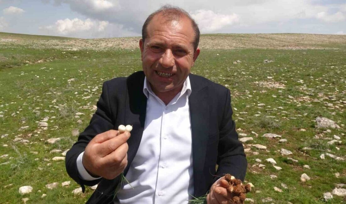 Malatya’nın yüksek rakımlı bölgelerinde doğal olarak yetişen çiğdemler, bölge halkı