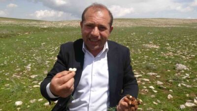 Malatya’nın yüksek rakımlı bölgelerinde doğal olarak yetişen çiğdemler, bölge halkı