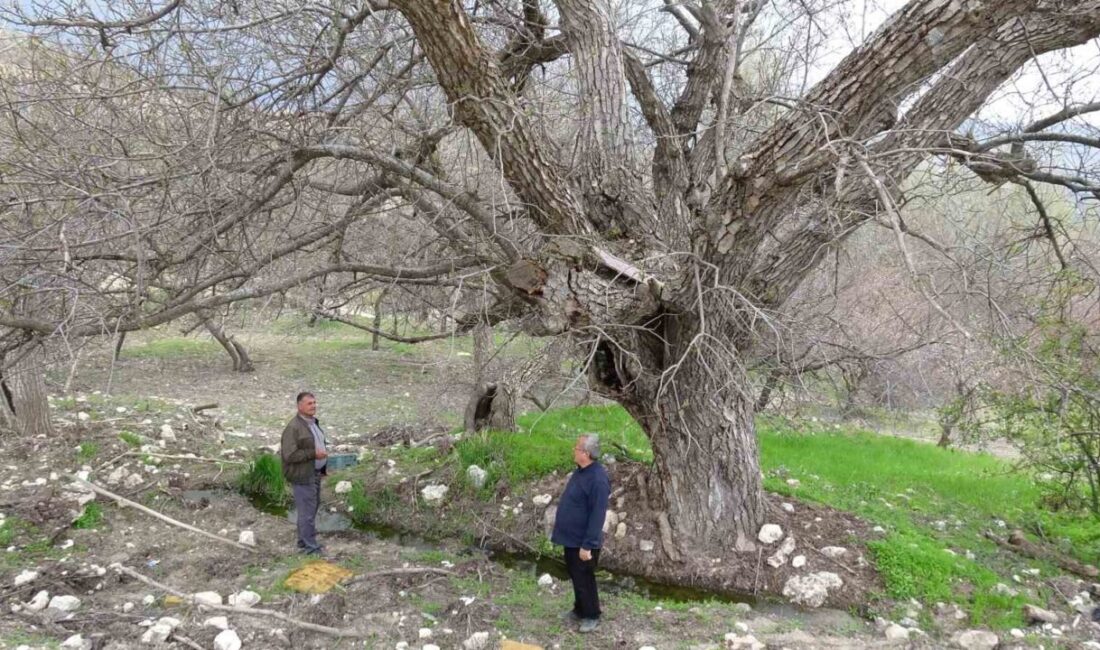 Malatya’nın Akçadağ ilçesinde bulunan yaklaşık 270 yıllık ceviz ağacı, yıllara
