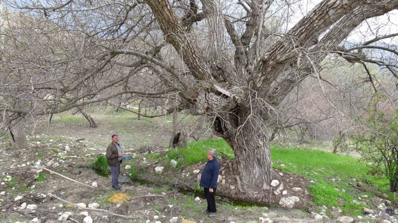 Malatya’nın Akçadağ ilçesinde bulunan yaklaşık 270 yıllık ceviz ağacı, yıllara