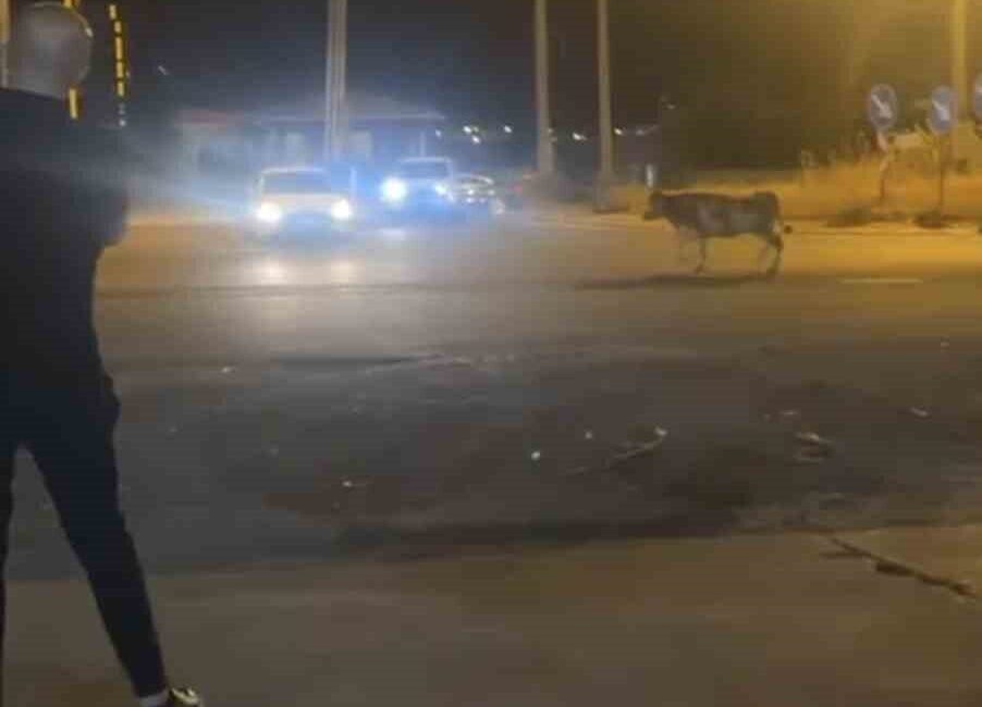 Mardin’in Nusaybin ilçesinde kaçan kurbanlık inek kısa süreli paniğe neden
