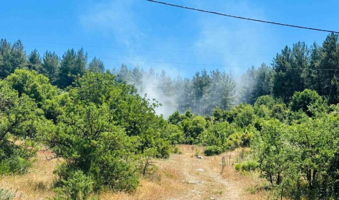 Muğla’nın Menteşe ilçesine bağlı kırsal Doğanköy Mahallesi’nde ormanlık alanda çıkan