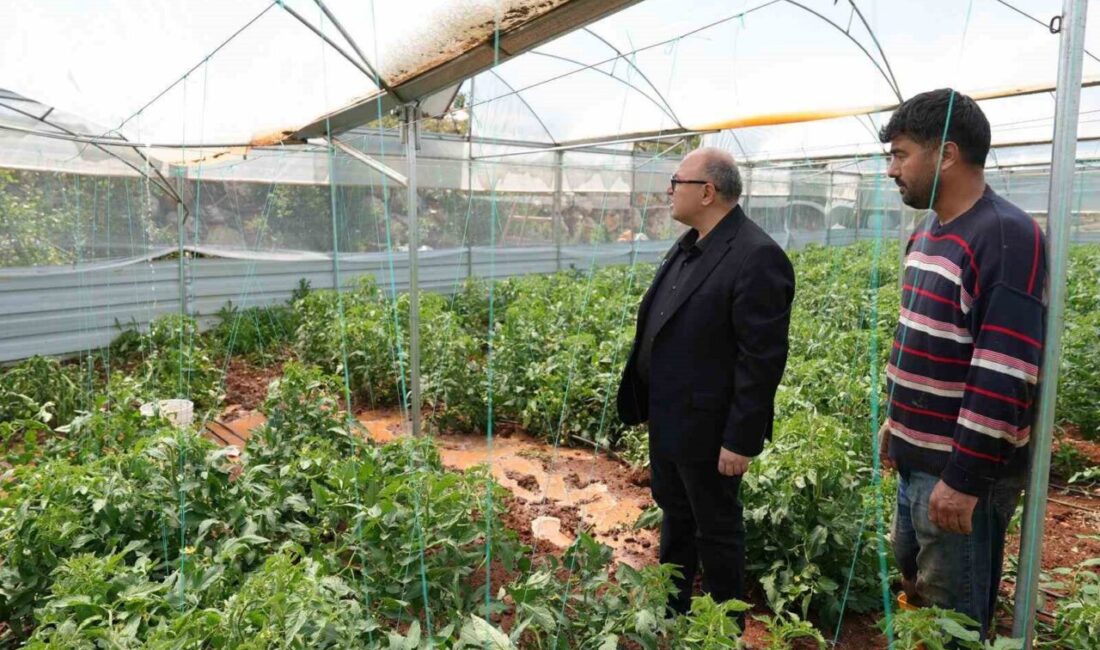 Mersin’in Erdemli ilçesinde etkili olan dolu yağışı tarım alanlarında zarara