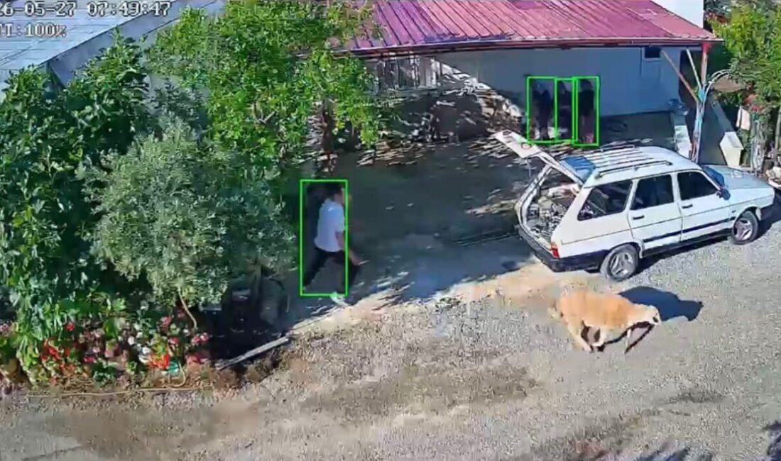 Mersin’in Bozyazı ve Tarsus ilçelerinde kaçan kurbanlıklar ilginç görüntüler oluşturdu.