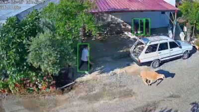 Mersin’in Bozyazı ve Tarsus ilçelerinde kaçan kurbanlıklar ilginç görüntüler oluşturdu.