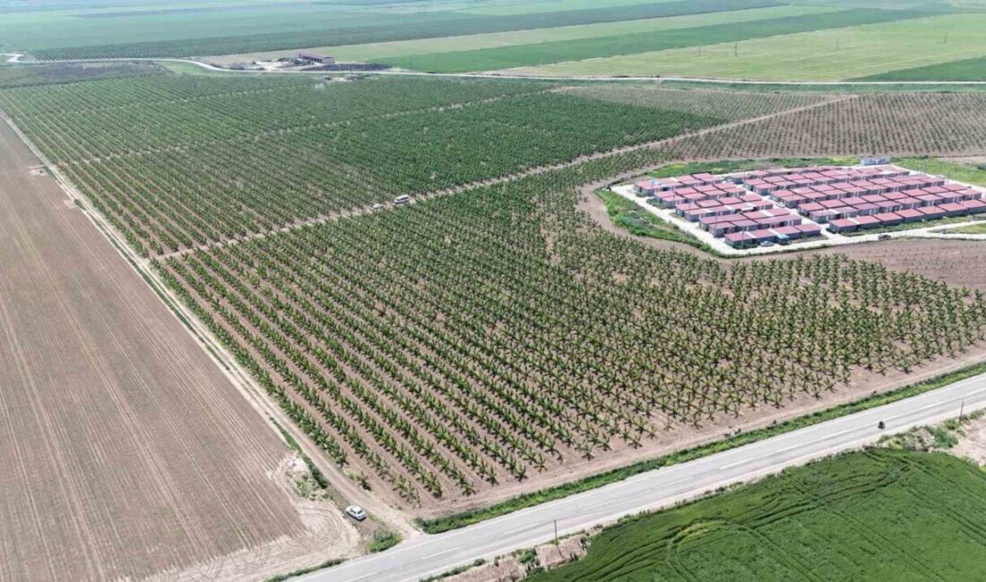 Hatay’da tarımsal faaliyetlerin başlamasıyla işçilerin zorlu mesaisi de başladı. Zorlu