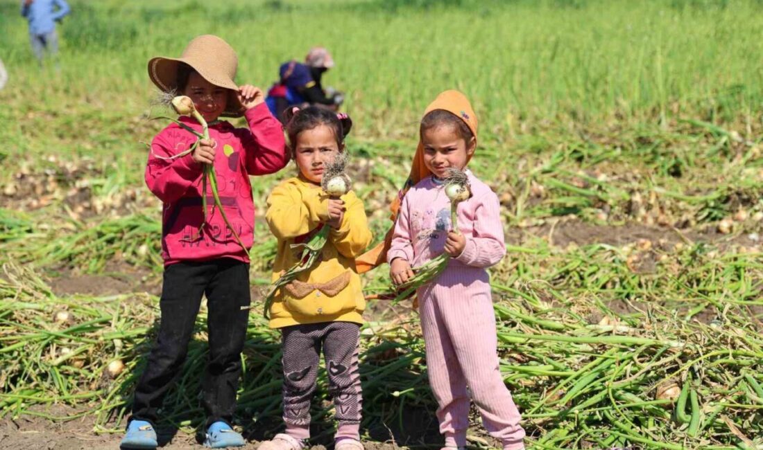 Adana’da mevsimlik tarım işçilerinin çocukları okula gitmek yerine aileleriyle birlikte