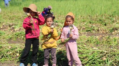 Adana’da mevsimlik tarım işçilerinin çocukları okula gitmek yerine aileleriyle birlikte